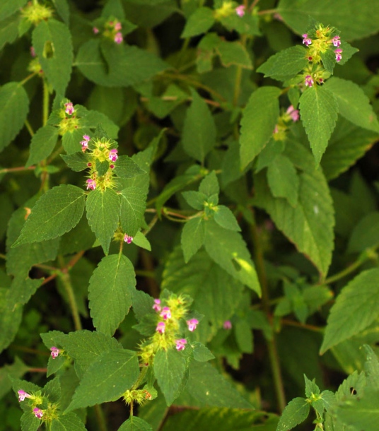 Изображение особи Galeopsis bifida.