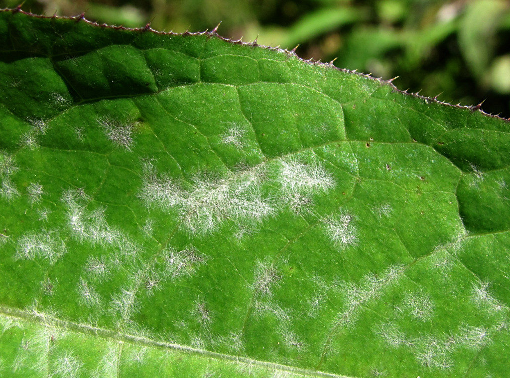 Image of Cirsium heterophyllum specimen.