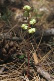 Pyrola chlorantha. Цветущее растение. Южный берег Крыма, сосновый лес над пос. Кореиз. 8 июня 2015 г.