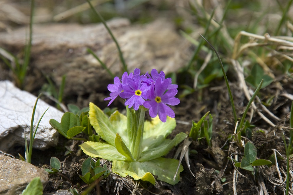 Image of Primula auriculata specimen.