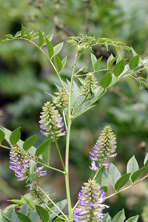 Image of Glycyrrhiza soongorica specimen.