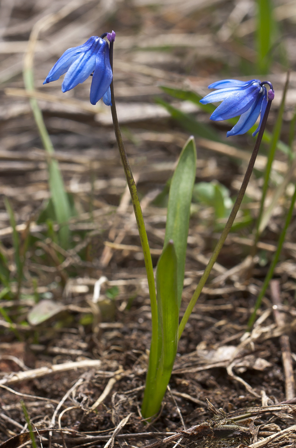 Image of Scilla armena specimen.