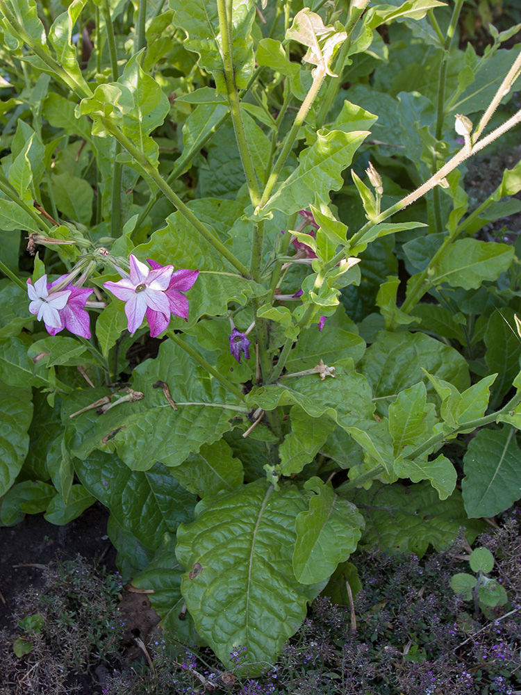 Image of Nicotiana alata specimen.