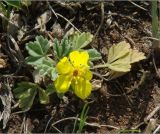 Potentilla acaulis. Цветущее растение. Иркутская обл., Усть-Ордынский р-н, долина р. Куда. 16.05.2014.