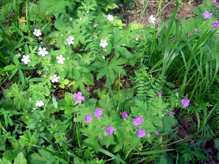 Изображение особи Geranium sylvaticum.