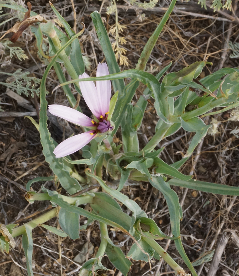 Image of Tragopogon marginifolius specimen.