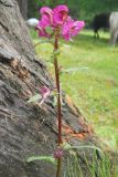 Pedicularis resupinata