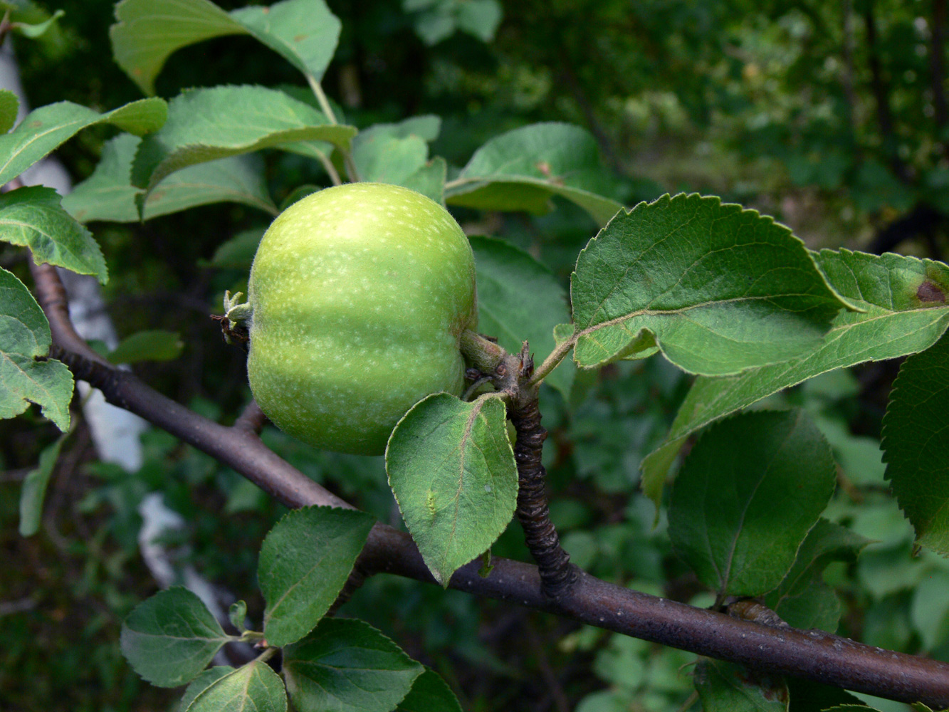 Изображение особи Malus domestica.