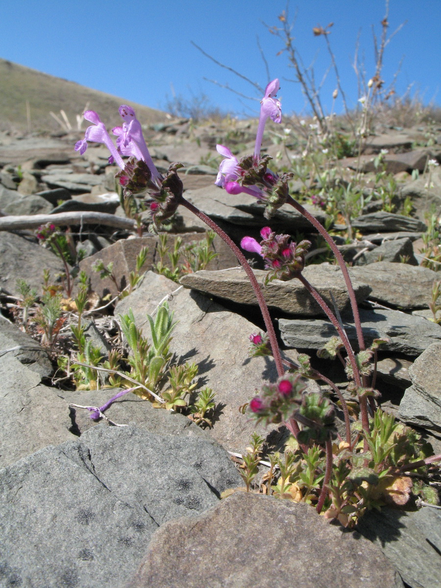 Image of Lamium amplexicaule specimen.