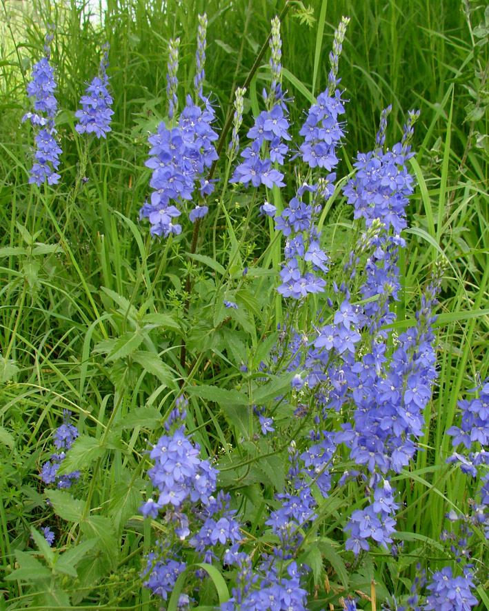 Изображение особи Veronica teucrium.