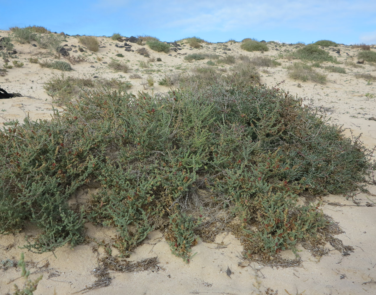 Изображение особи Salsola vermiculata.