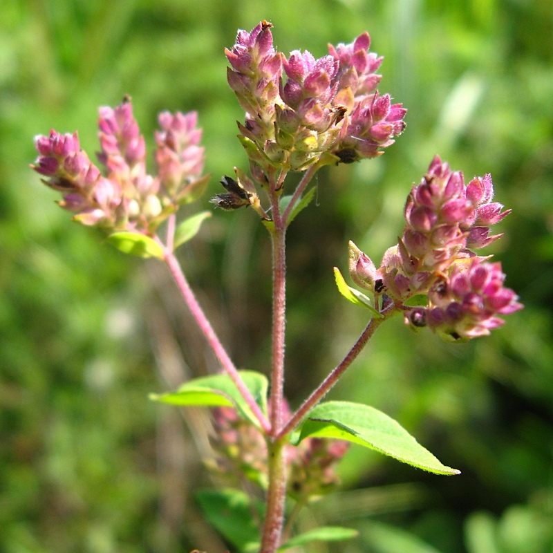 Image of Origanum vulgare specimen.