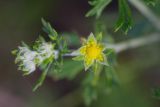 Potentilla argentea. Часть соцветия. Татарстан, Нижнекамский р-н, окр. дер. Благодатная, лесостепной участок с чередованием степи и перелесков с преобладанием дуба. Открытый участок. 29 мая 2016 г.