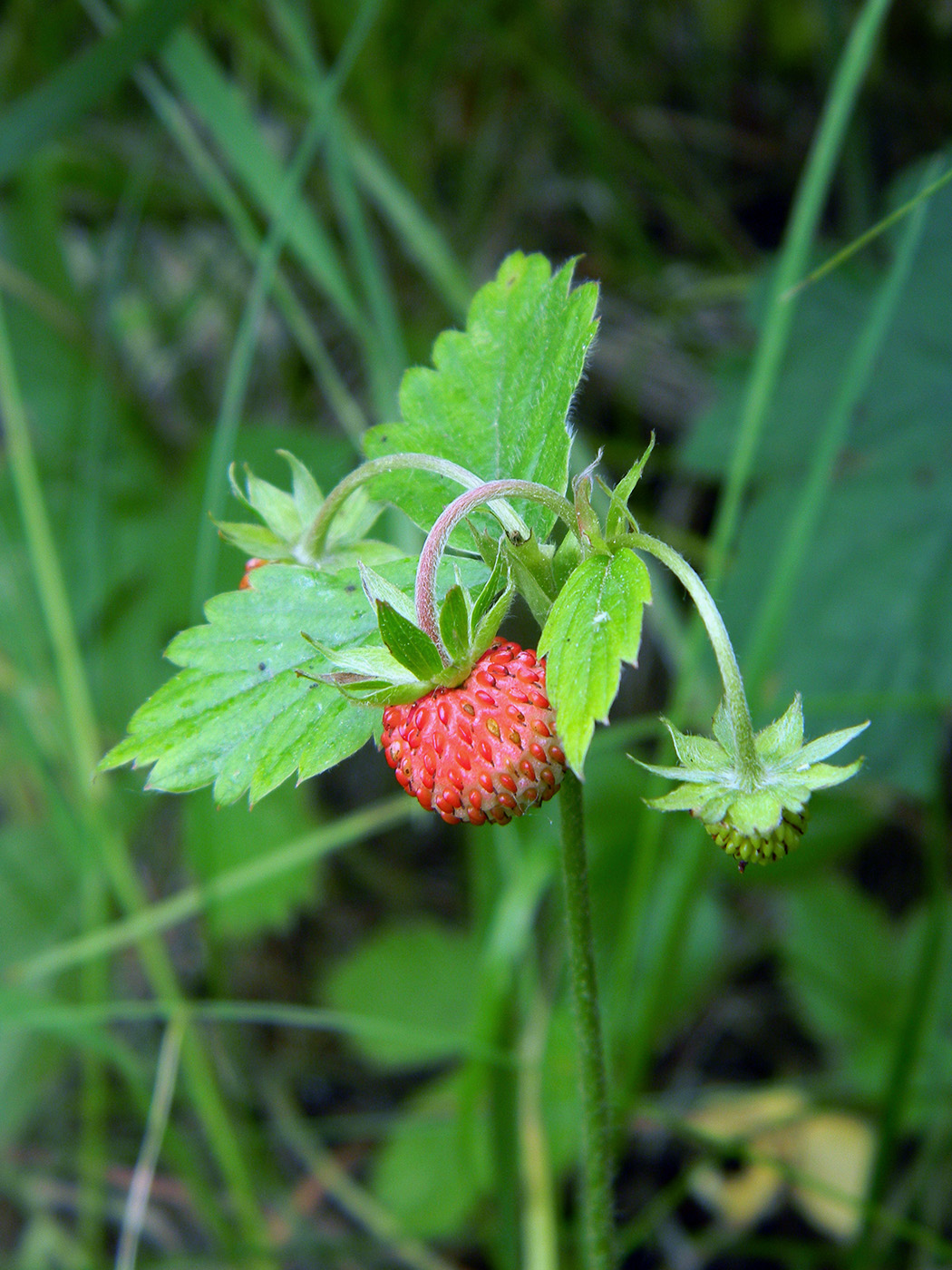 Image of Fragaria vesca specimen.