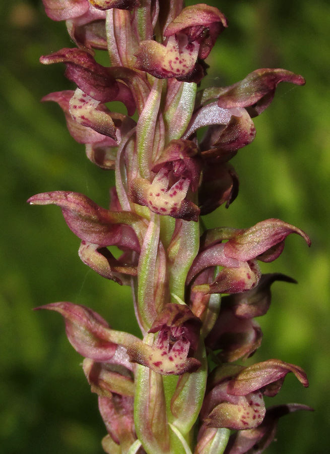 Image of Anacamptis coriophora specimen.