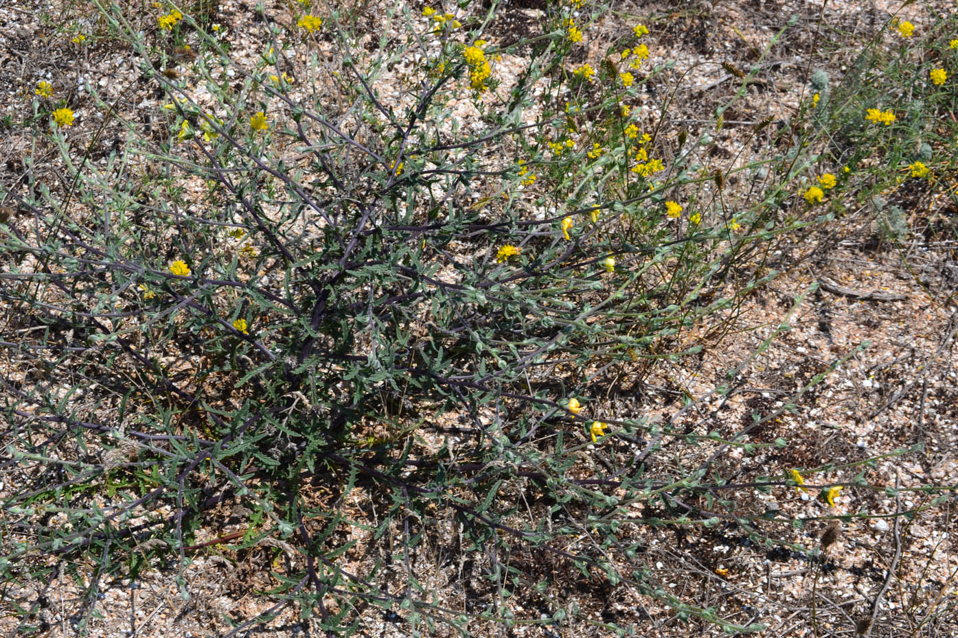 Image of Verbascum pinnatifidum specimen.