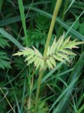 Valeriana alternifolia. Часть стебля и листья. Приморье, Находкинский городской округ, окр. пос. Авангард, у лесной дороги. 04.07.2016.