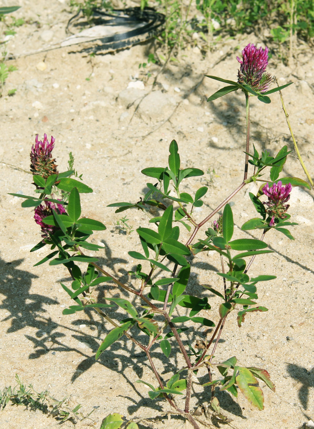 Image of Trifolium medium specimen.