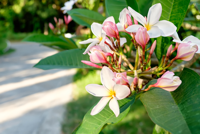 Изображение особи род Plumeria.