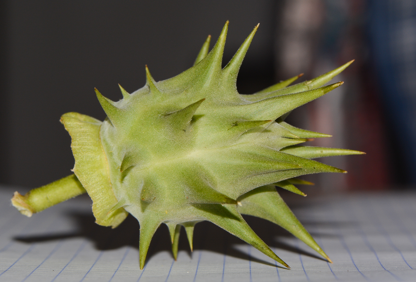 Image of Datura ferox specimen.