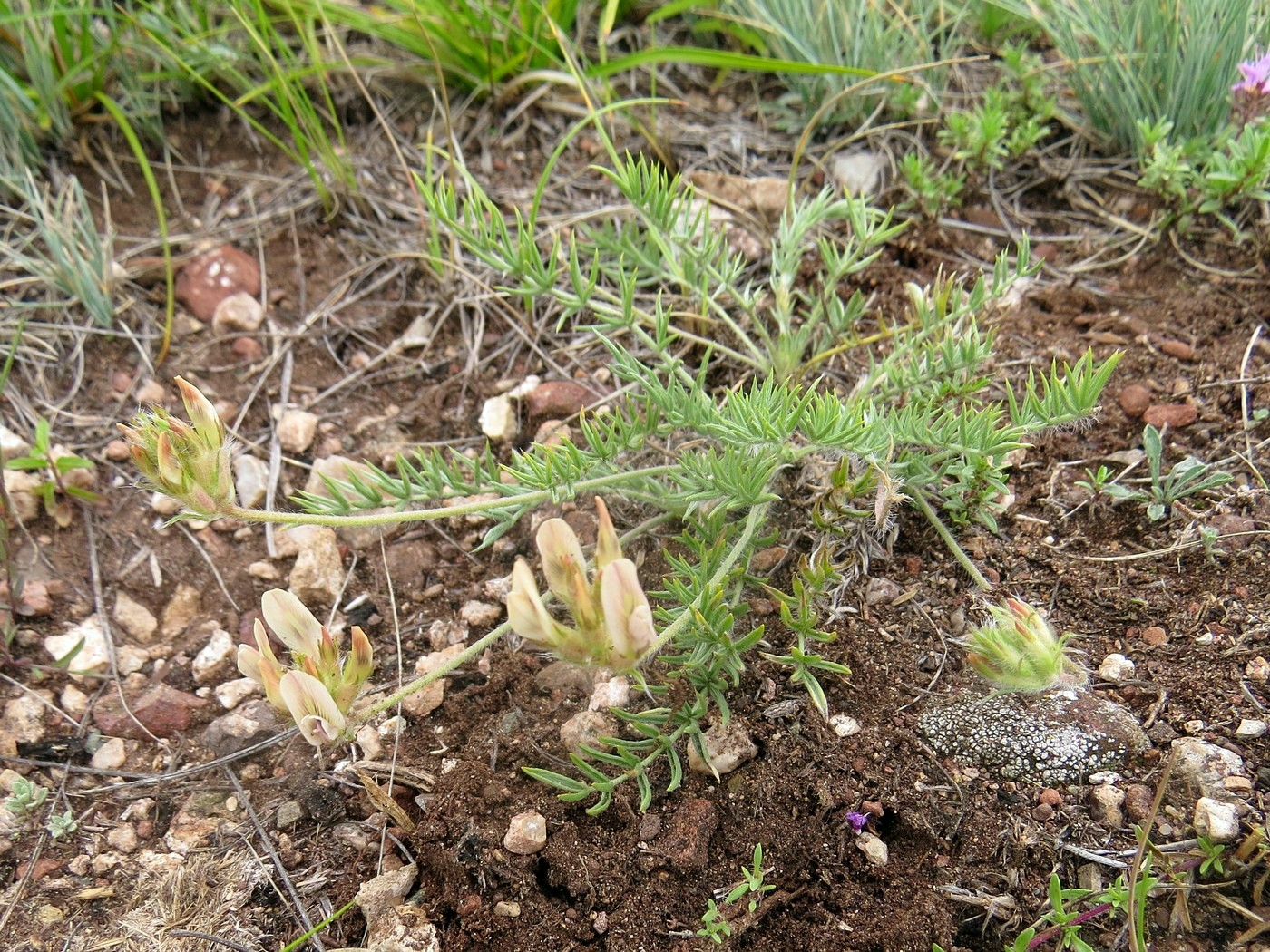 Image of Oxytropis reverdattoi specimen.