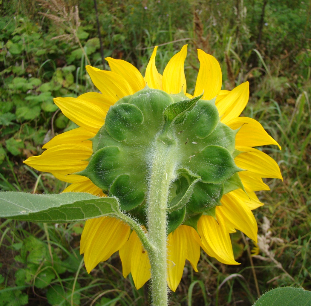 Image of Helianthus annuus specimen.