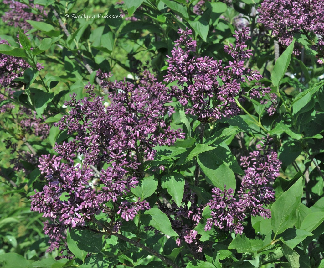 Изображение особи Syringa pubescens ssp. patula.