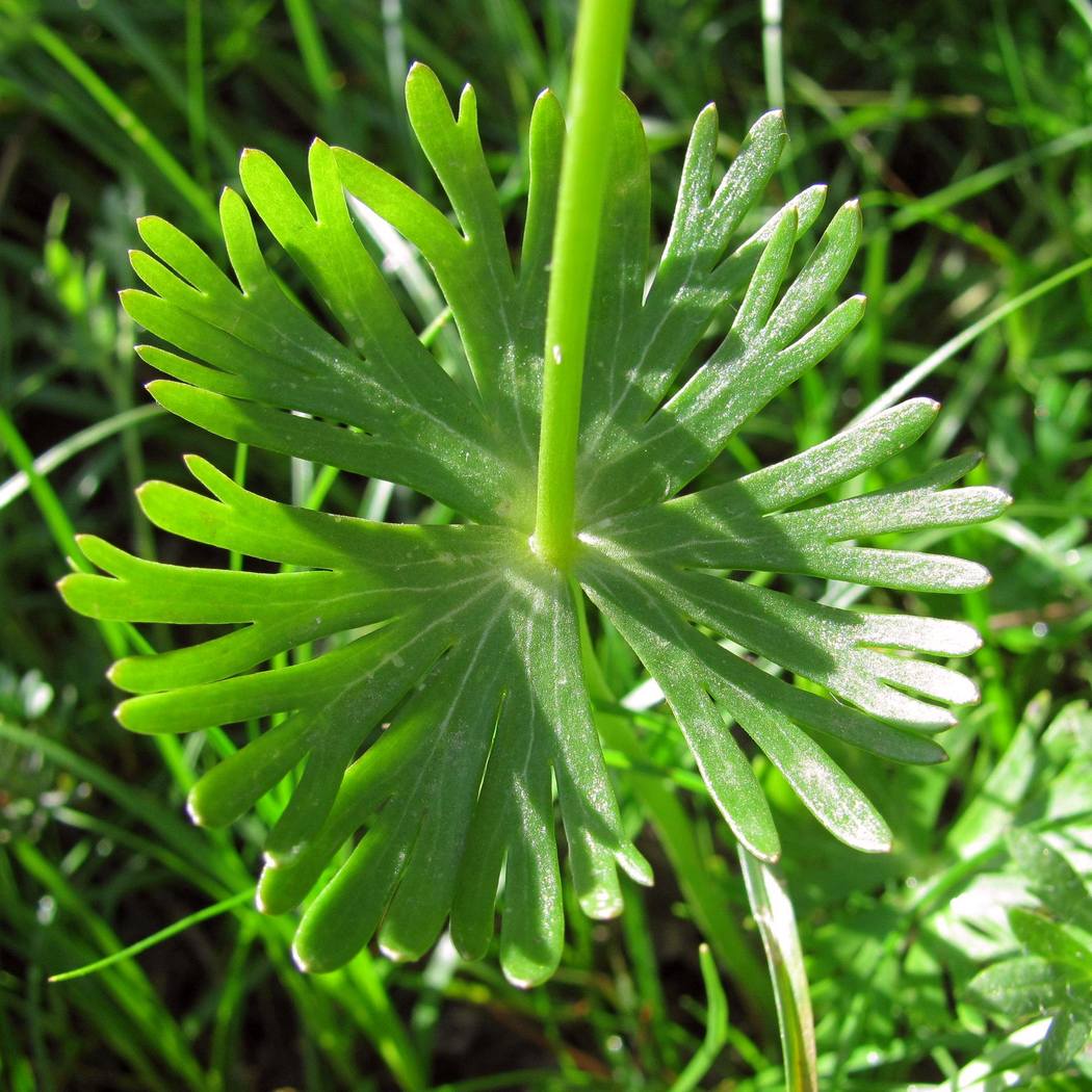 Image of Eranthis longistipitata specimen.