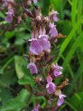 Teucrium chamaedrys. Соцветие. Украина, окрестности Львова, травянистый склон. 10 июля 2007 г.