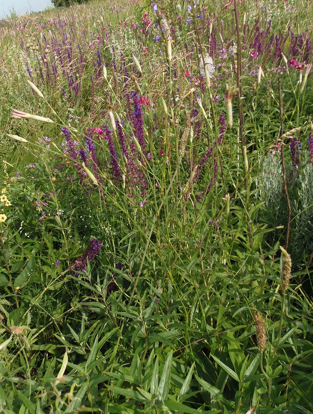 Image of Dianthus elongatus specimen.