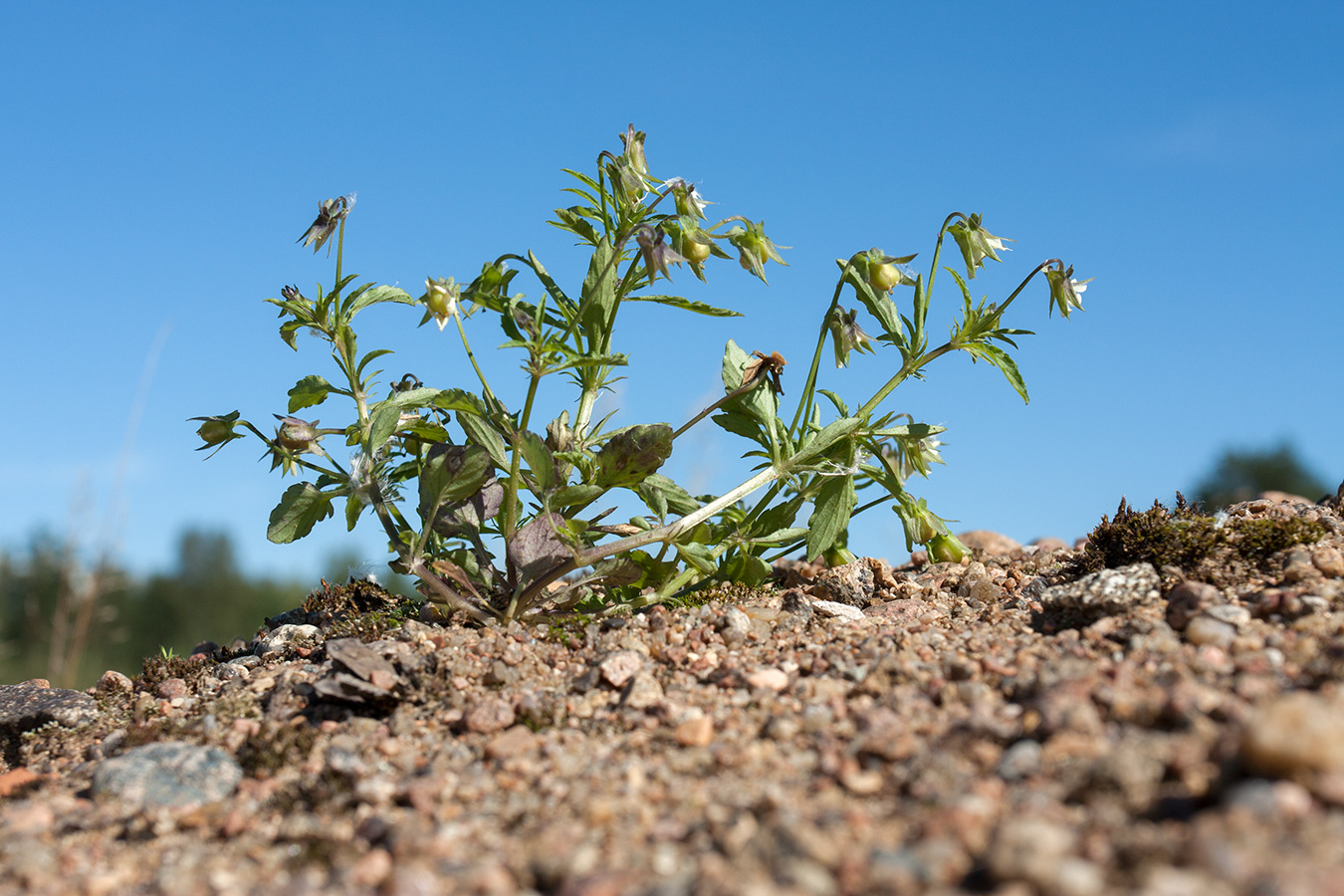 Image of Viola arvensis specimen.