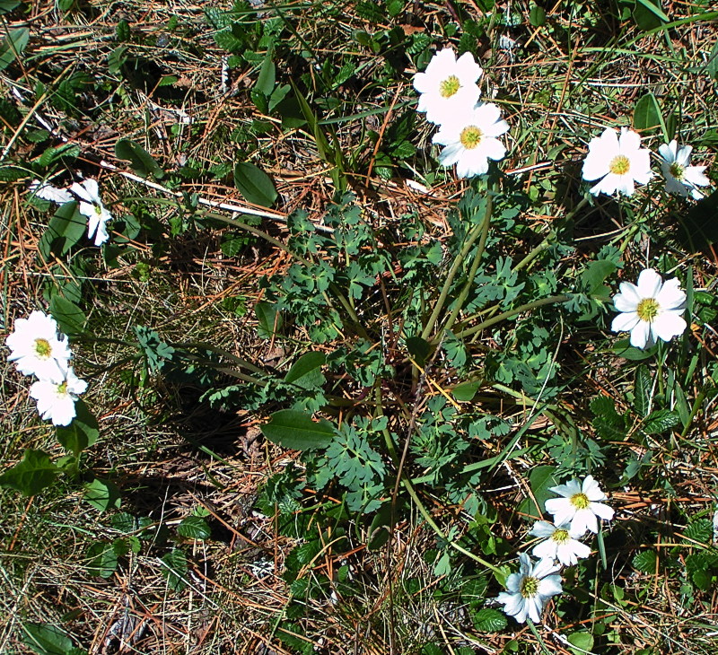 Image of Callianthemum sajanense specimen.