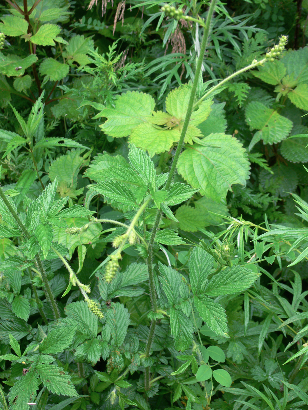 Image of Agrimonia pilosa specimen.