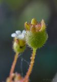 Saxifraga tridactylites. Завязь. Молдова, Оргеевский р-н, окр. с. Требужены, известняковая осыпь. 08.05.2015.