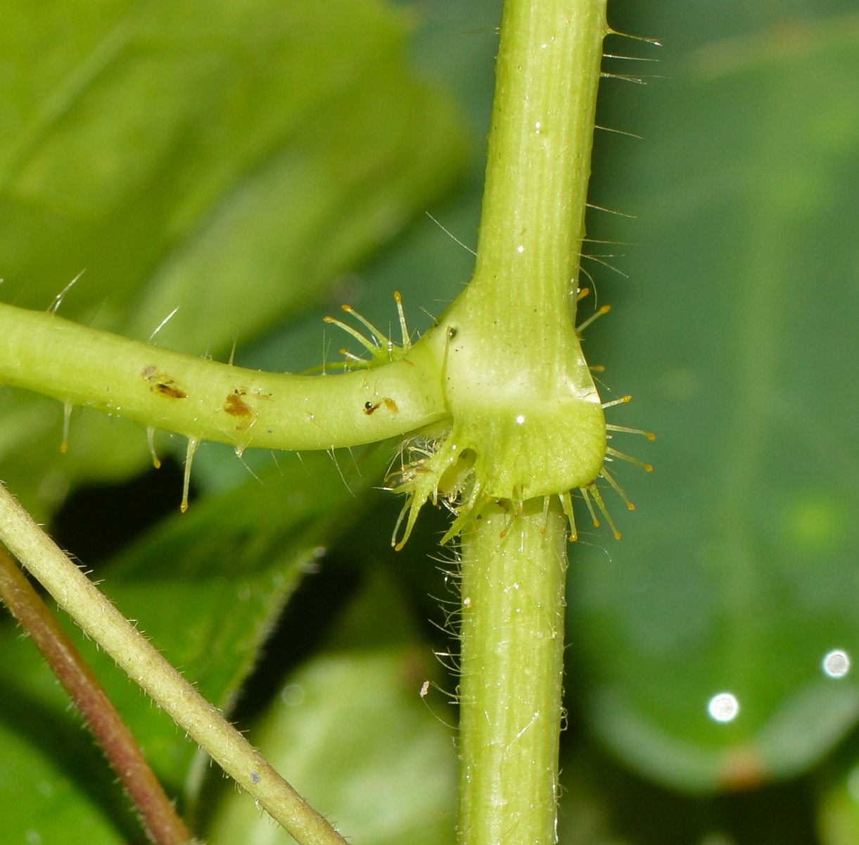 Image of Passiflora foetida specimen.