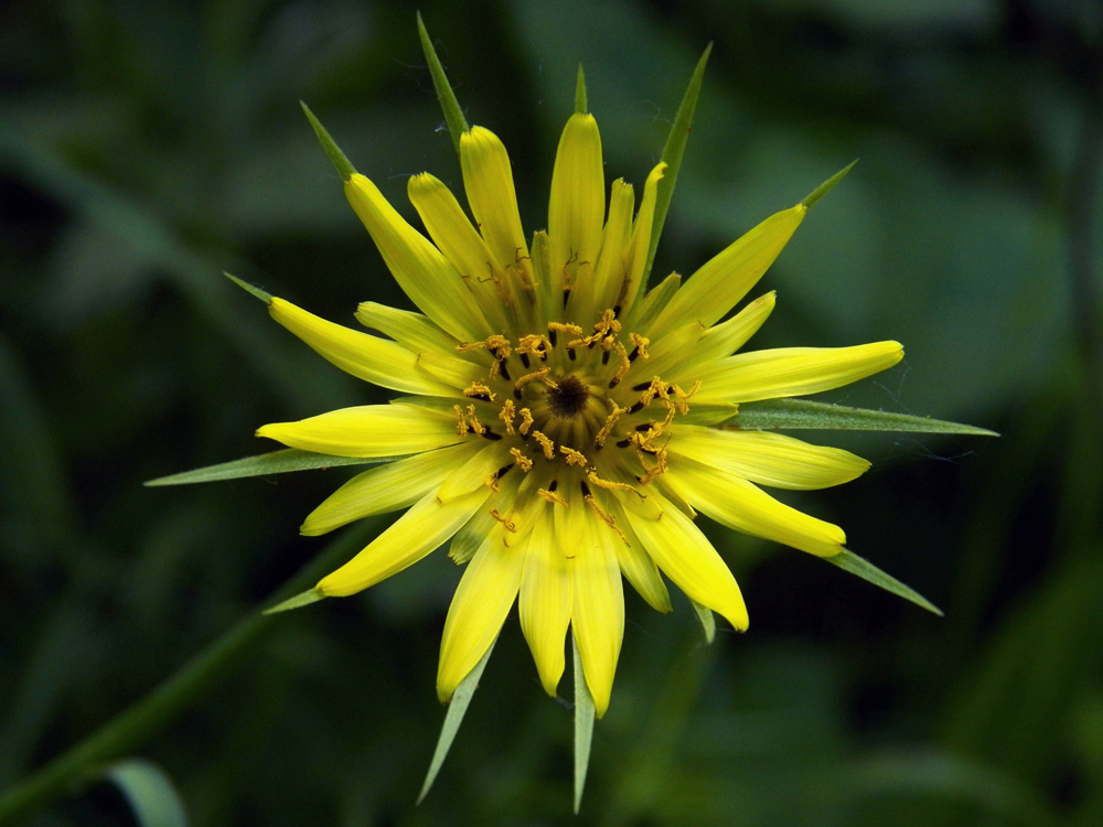 Image of Tragopogon dubius specimen.