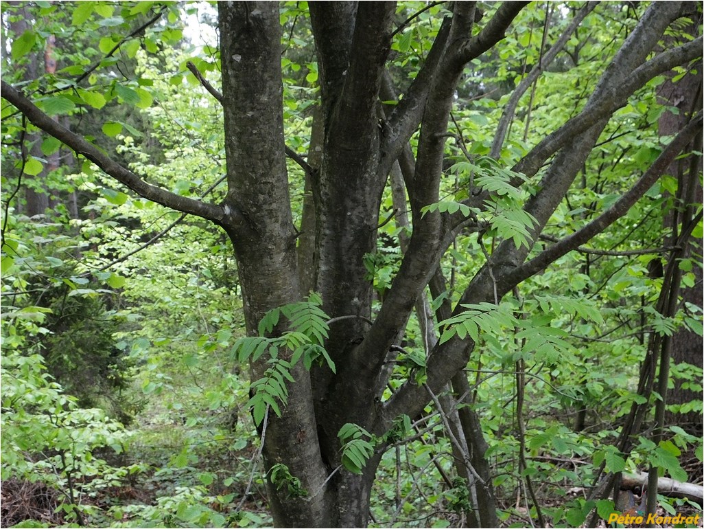 Image of Sorbus aucuparia specimen.