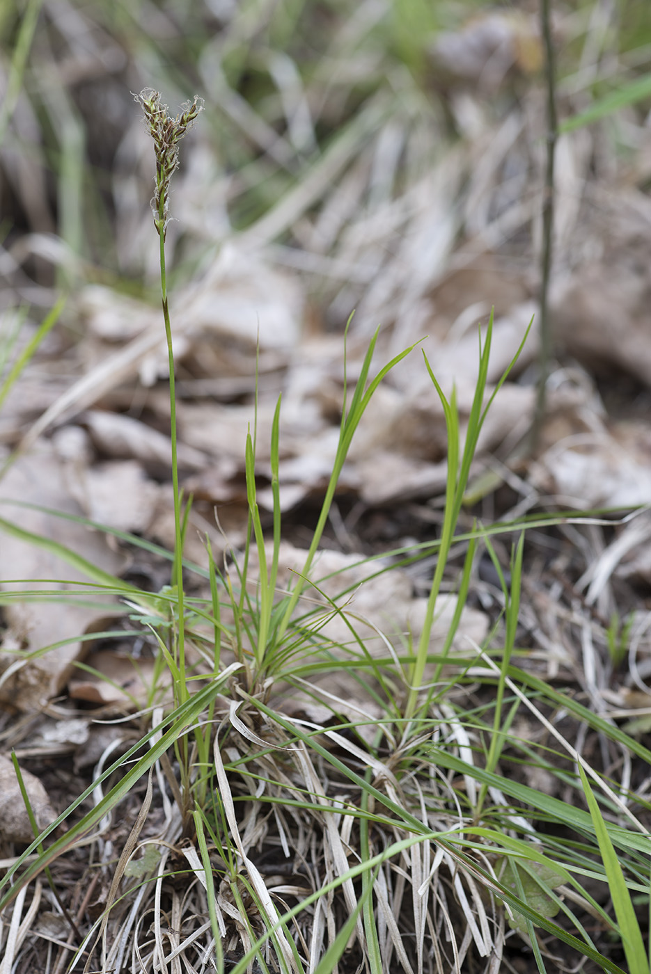 Image of Carex rhizina specimen.