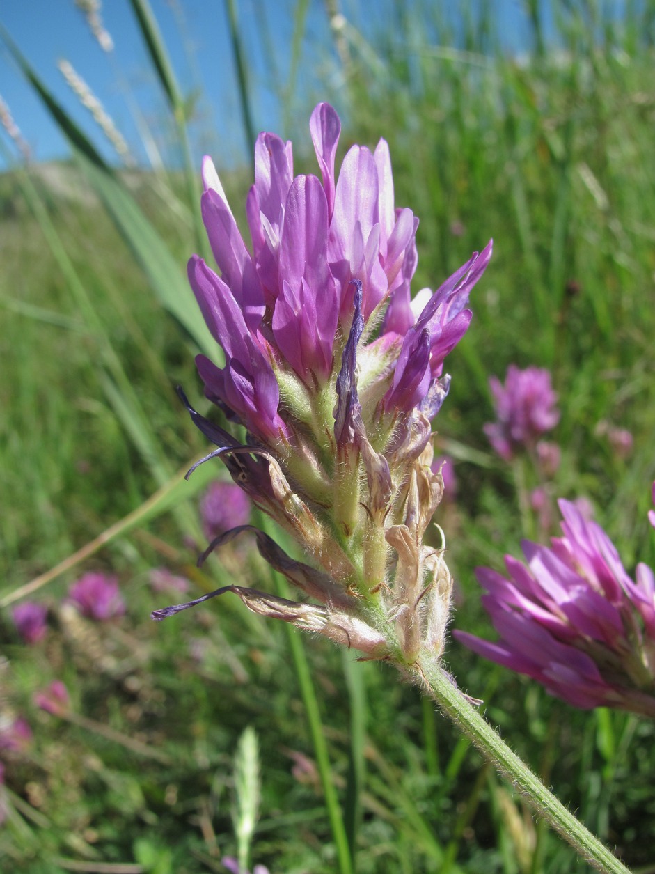 Изображение особи Astragalus circassicus.