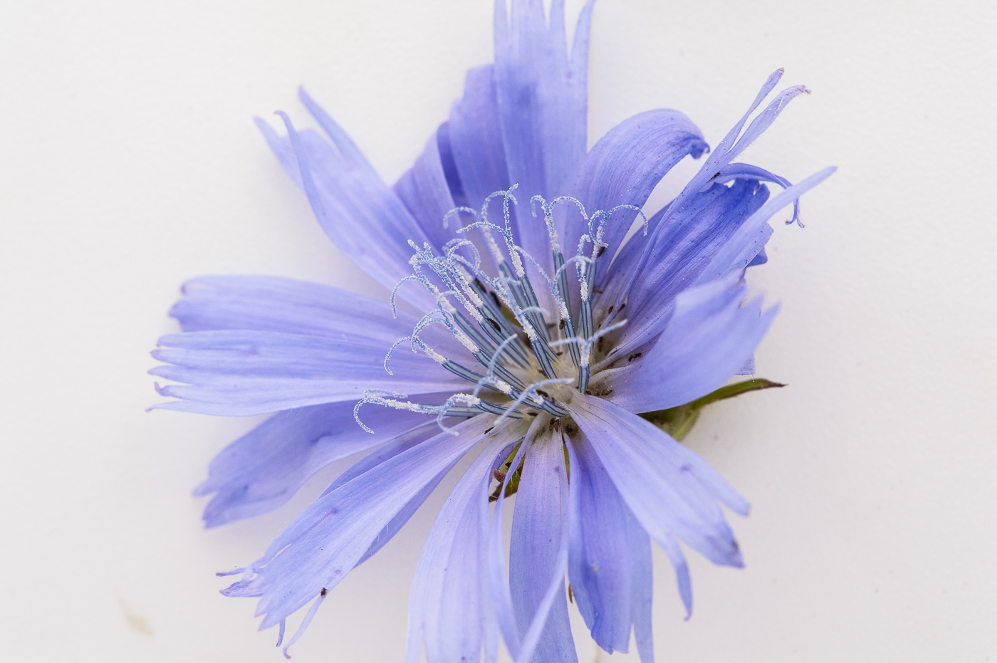 Image of Cichorium intybus specimen.