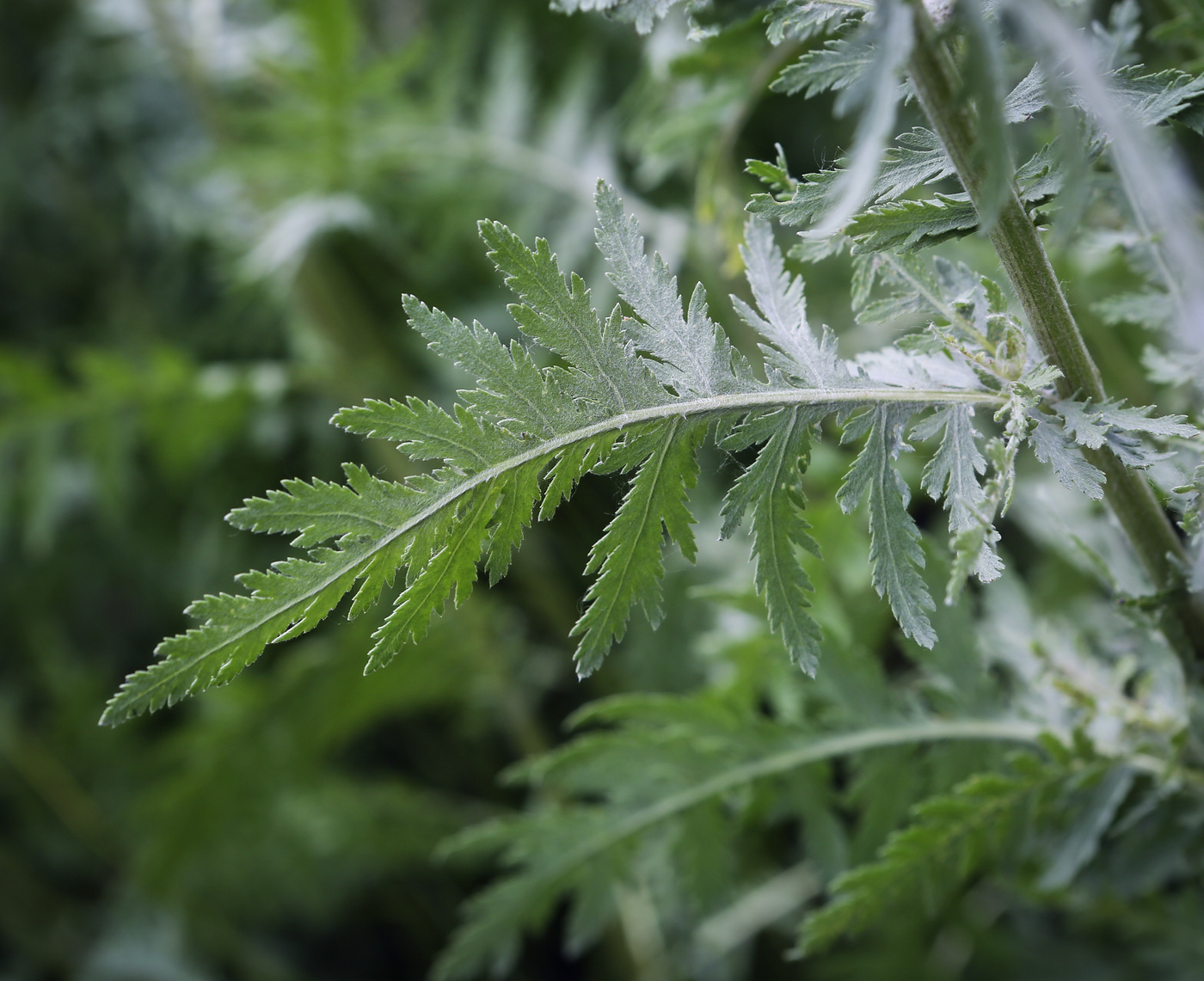 Image of Achillea filipendulina specimen.