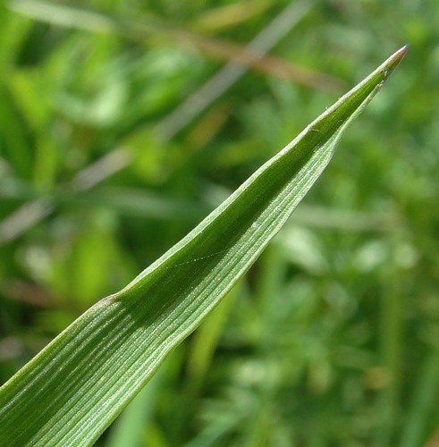 Image of Alopecurus myosuroides specimen.