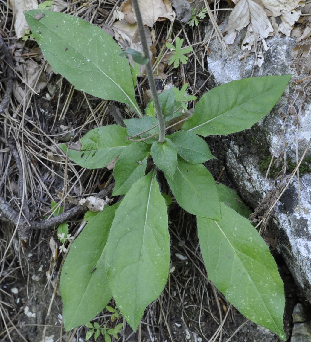 Image of genus Hieracium specimen.