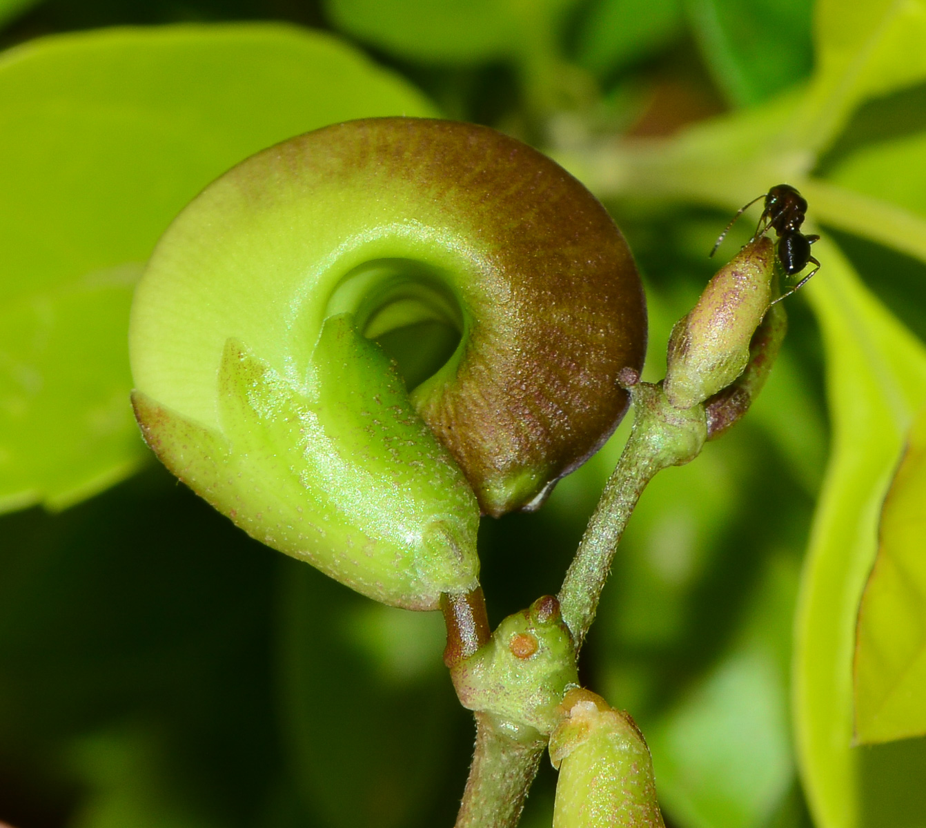 Image of Vigna speciosa specimen.