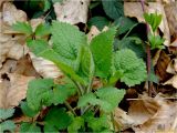 Stachys sylvatica