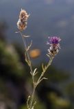 Centaurea vankovii. Верхушка цветущего и плодоносящего растения. Крым, городской округ Ялта, Ай-Петринская яйла, обрывистый, каменистый склон. 14.08.2017.