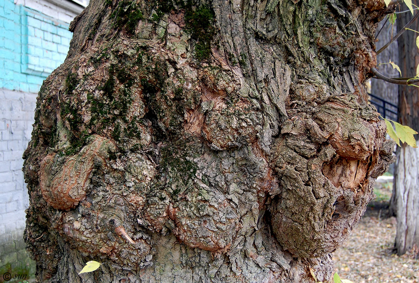 Image of Acer negundo specimen.