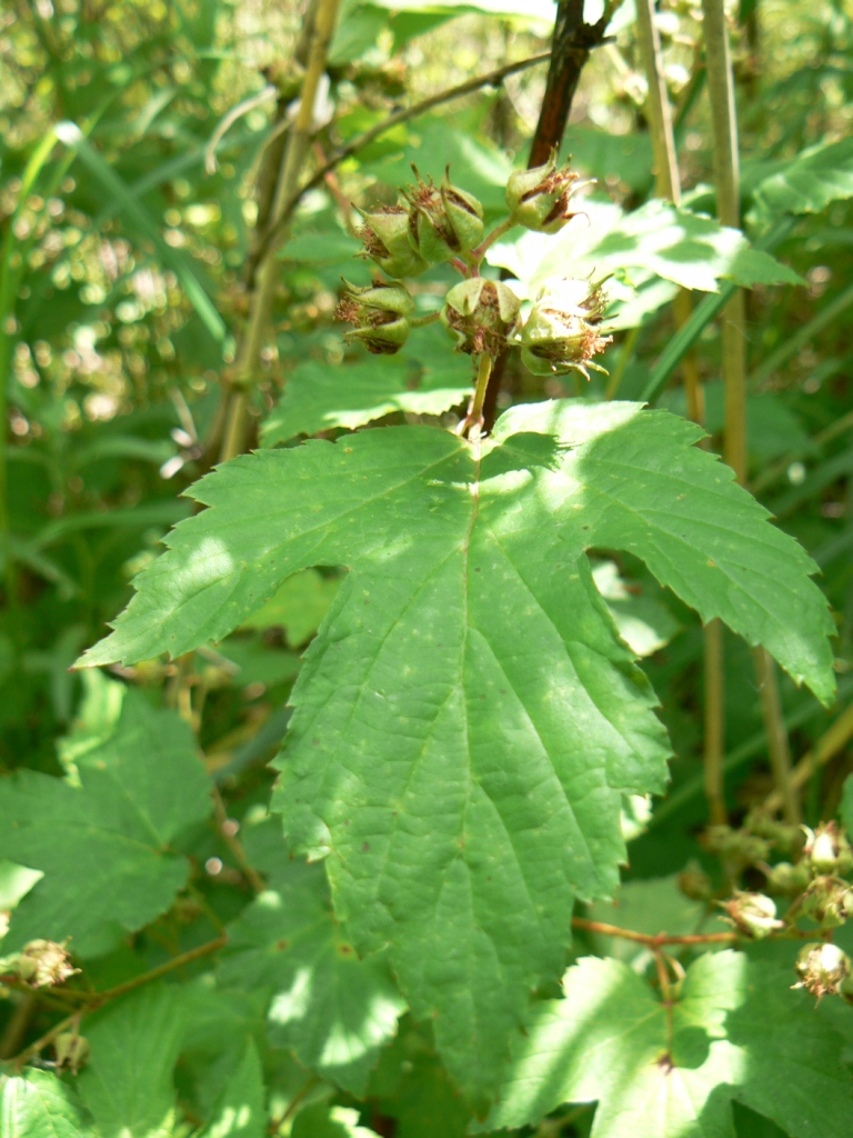 Изображение особи Rubus crataegifolius.