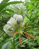 Lilium ledebourii