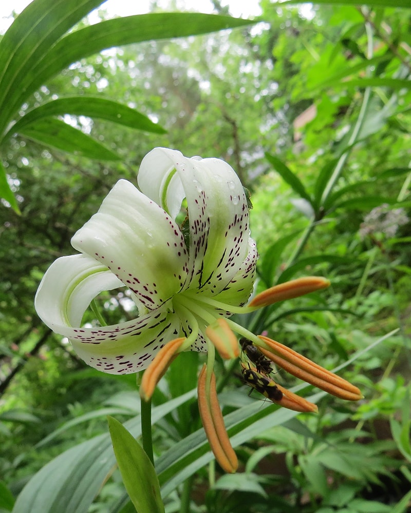 Image of Lilium ledebourii specimen.